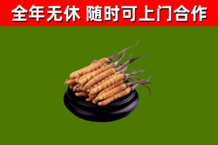 城区烟酒回收冬虫夏草.jpg